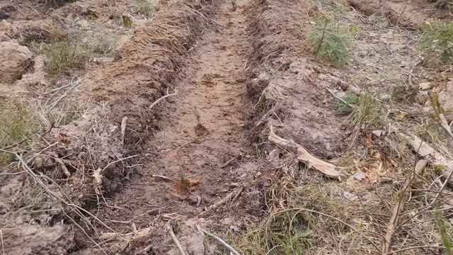 ЛЕСОПОСАДКИ 2022 .Как мы сажали лес. #зелёнаяведьма #лес смотреть онлайн