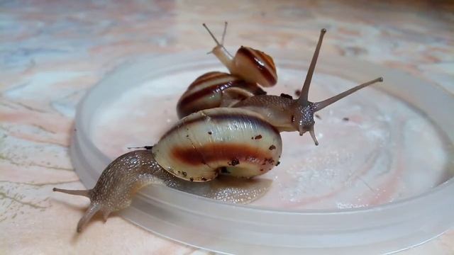 Один день из жизни улиток❤️Семья улиток? смотреть онлайн