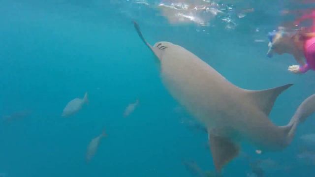 Плавание с акулой-нянькой Swimming with a nurse shark смотреть онлайн