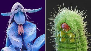 Невероятные Фото, Сделанные Под Микроскопом