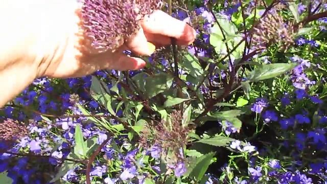 Нежнейшие цветки Трахелиума 06.08.2018 смотреть онлайн