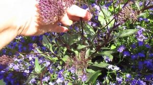 Нежнейшие цветки Трахелиума 06.08.2018