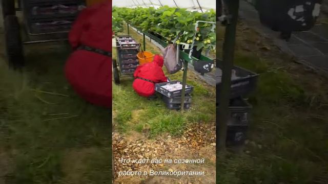 Сбор клубники в Англии/работа в Англии смотреть онлайн