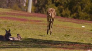 КЕНГУРУ прыжок