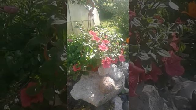 1 месяц без полива смотреть онлайн