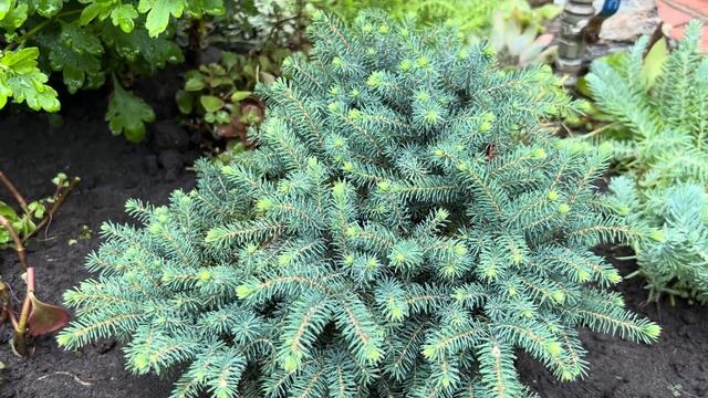 Ч.1. ПОДДЕРЖИВАЕМ ЛАНДШАФТНЫЙ ДИЗАЙН САДА: ПЛАНОВЫЙ УХОД ЗА ДЕКОРАТИВНЫМИ РАСТЕНИЯМИ! ОБЗОР!