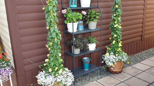 ????Цветение горшечных цветов на заднем дворе.2021. смотреть онлайн