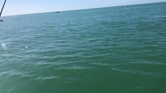 Cape Coral Redfish! смотреть онлайн