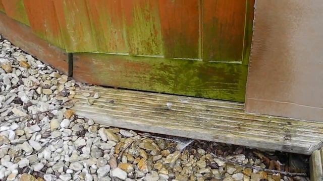 Anti moss, green algae removal and woodworm killer from #decking, #patio and wood boards смотреть онлайн