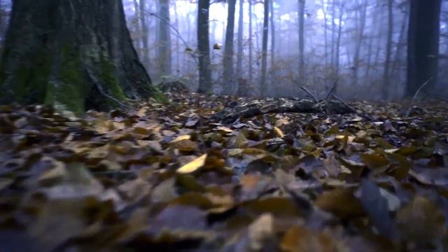 Viljo Suokas - Kaukopartiojohtajan Surullinen Loppu