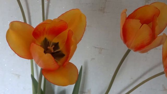 ФУТАЖ -ЖЕЛТЫЕ ТЮЛЬПАНЫ смотреть онлайн