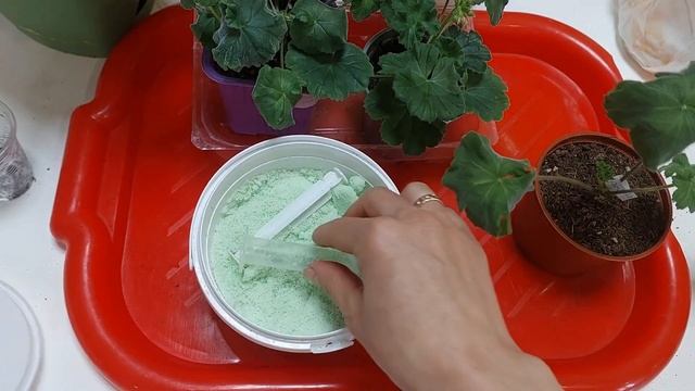 От черенка до взрослого маточника! Все этапы ухода, подкормки, пересадки , важные нюансы ! смотреть онлайн