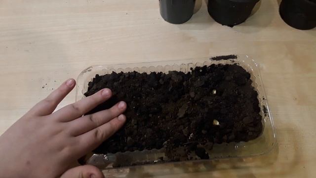 сажаем сладкую кукурузу и сладкий горох смотреть онлайн