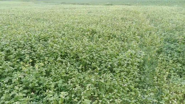 Акація #липа смотреть онлайн