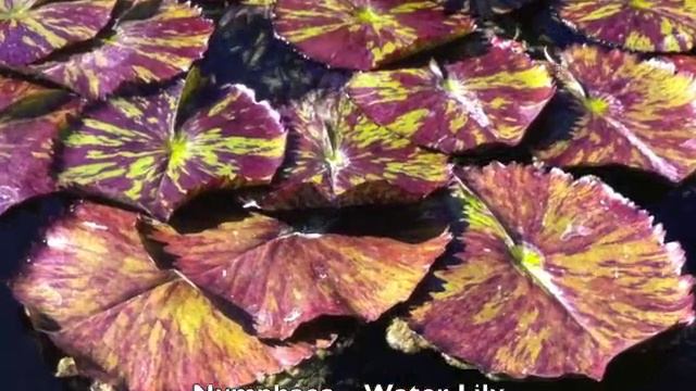 Nymphaea - Water Lily смотреть онлайн