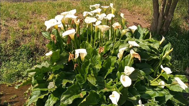 Медитация на обретение своего внутреннего голоса смотреть онлайн