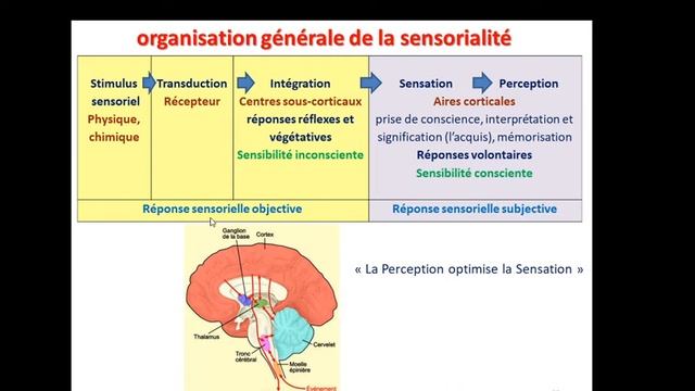 SVI S5 Module Physio des grandes fonctions Systèmes sensoriels 2020 Séquence 1 смотреть онлайн