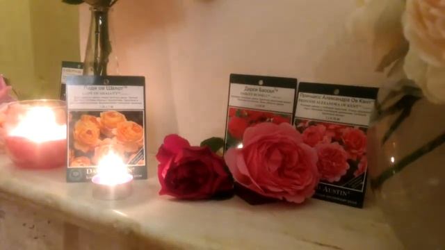 Lady of Shallot, Lady Emma Hamilton, Summer song rose. Розы Остина смотреть онлайн