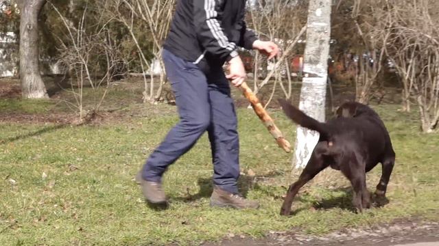 А, НУ ОТДАЙ!! Oh, give it back!!Шоколадный лабрадор.Chocolate labrador.Odessa. смотреть онлайн
