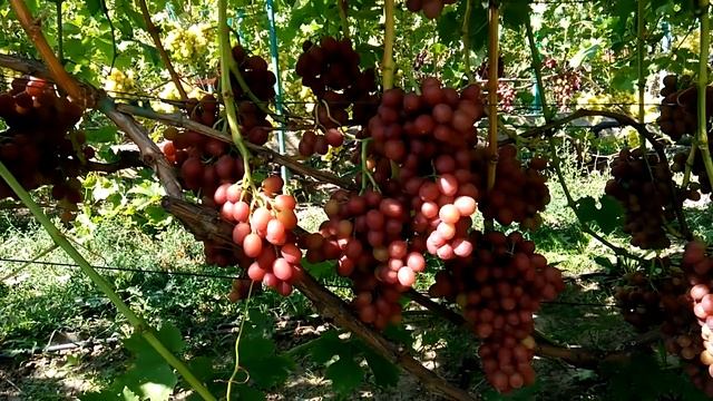 Виноград Ливия 2019 смотреть онлайн