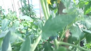 Дрожжевая подкормка для томатов. Подкормки народными средствами. Как подкормить томаты дрожжами?