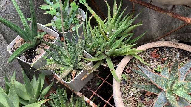 My Aloe and Agave Collection | Garden Tour смотреть онлайн