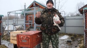 Обморожения у кур - лечение, и профилактика.