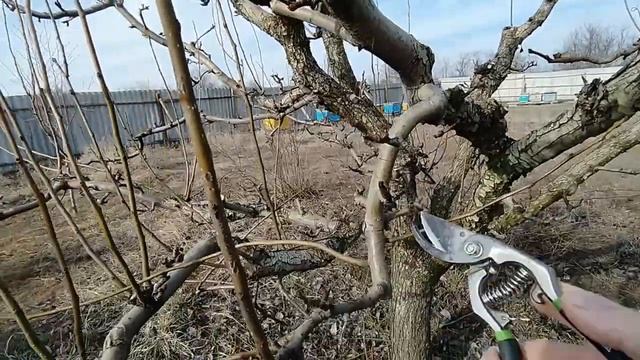 Обрезка груши в форме чаши.