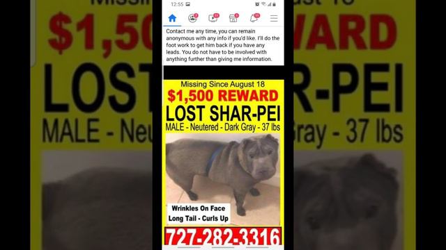 Lost Dog смотреть онлайн