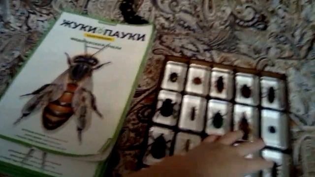 Моя коллекция Жуки и Пауки . Первый ролик на моем канале смотреть онлайн