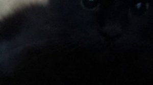 Злой чёрный кот (angry cat)