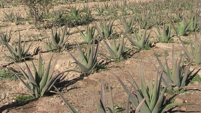 ATALAYA BIO: High quality Organic Aloe Vera from Spain смотреть онлайн