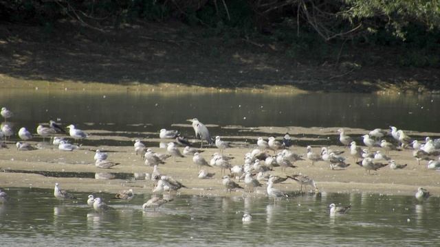 осенний птичий базар на Кубани смотреть онлайн