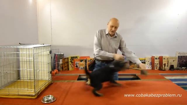 Как научить собаку команде Голос смотреть онлайн