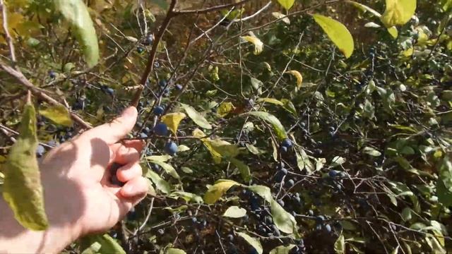 R Смешанный лес терновый куст Mixed forest thorn bush Украина Ukraine 20201004 смотреть онлайн