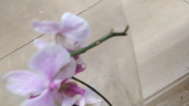 Обзор орхидей 16 января 2020 года Леруа Мерлен и АШАН Воронеж Чармер, Mystic Golden Leopard смотреть онлайн