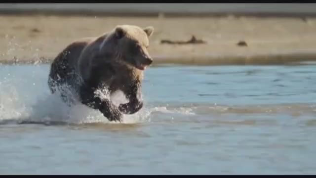 Россия_царство_тигров_медведей_и_вулканов(0).mp4 смотреть онлайн