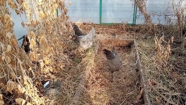 СОДЕРЖАНИЕ КУР НЕСУШЕК НА ДАЧЕ смотреть онлайн