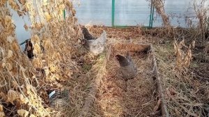 СОДЕРЖАНИЕ КУР НЕСУШЕК НА ДАЧЕ
