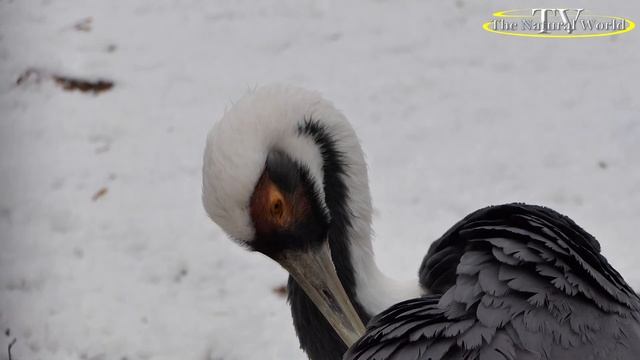 Серые журавли Grus grus Журавль крупным планом.#Серые #журавли #Grus_grus #Журавль #крупным #планом смотреть онлайн