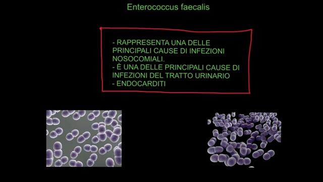 CORSO DI MICROBIOLOGIA ALIMENTARE - LEZIONE 3 - Enterococcus faecalis - CEPPI - GENOMA E VIRULENZA смотреть онлайн
