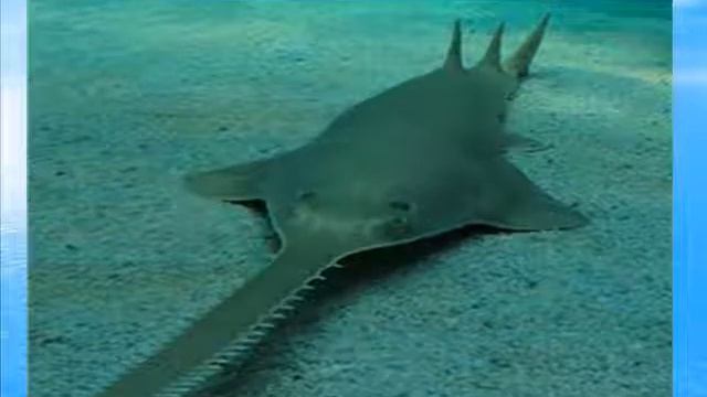 Обитатели морских глубин смотреть онлайн