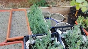 Как укоренять черенки хвойных растений