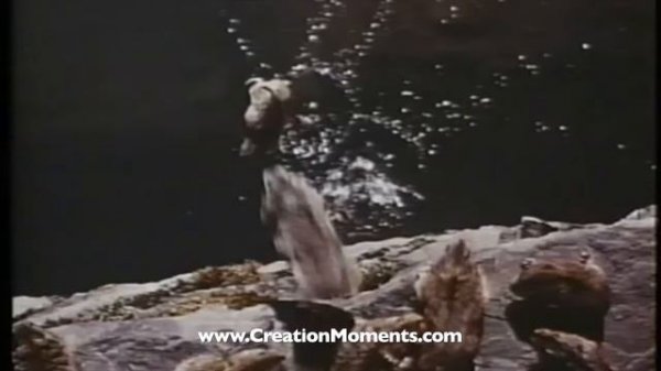 Do Lemmings Commit Suicide?