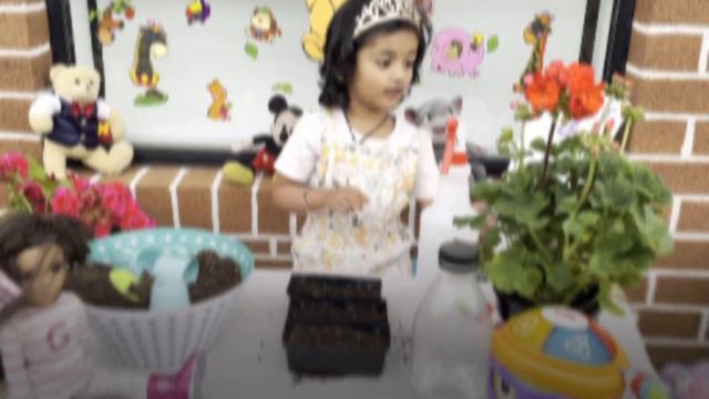 Little gardener Medha shows how to plant sweet Basil смотреть онлайн