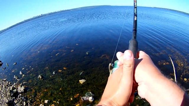 Рыбалка на реке, ловля на фидер в начале августа. Проверка теории крупной фракции. смотреть онлайн