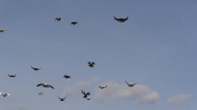 Заваражающий полёт серпастых голубей, от 02 11 2011г смотреть онлайн