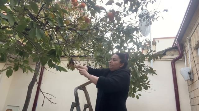 Собрала хурму с дерева, приготовила голубцы ??? смотреть онлайн