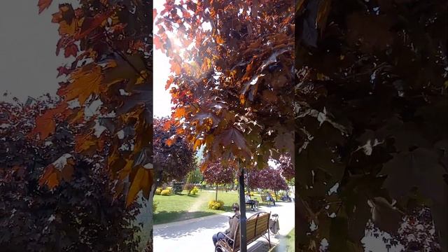 Клен остролистный Crimson King или чёрный??? смотреть онлайн