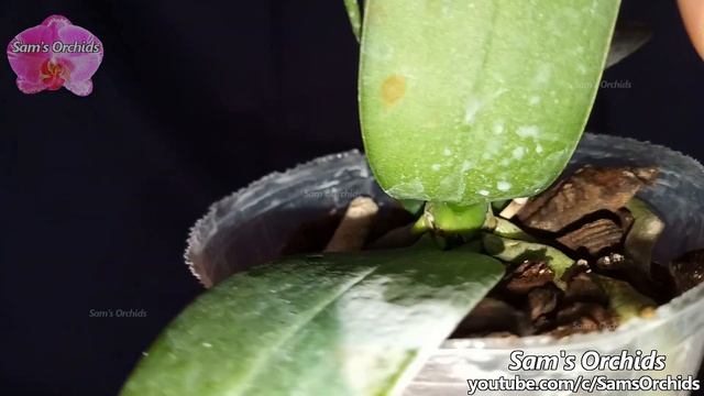 Phalaenopsis Equestris Peloric Orchid With 3 Lips Bloming  2020